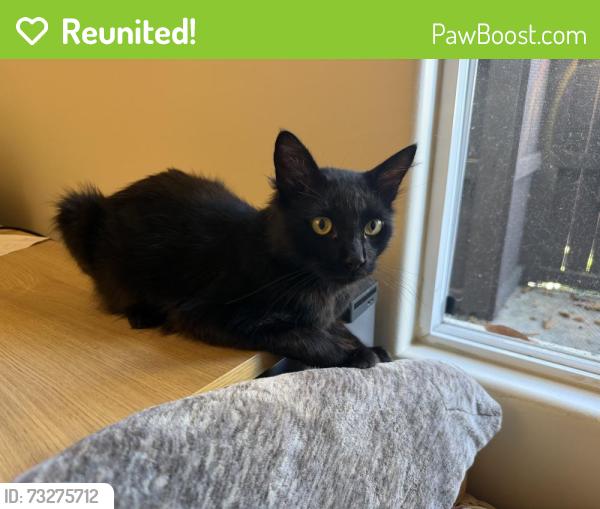 Reunited Male Cat last seen Between Balboa Arms Dr to Chateau Dr, San Diego, CA 92117