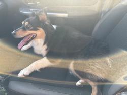 Found/Stray Female Dog last seen Princeton & Coal, Albuquerque, NM 87102