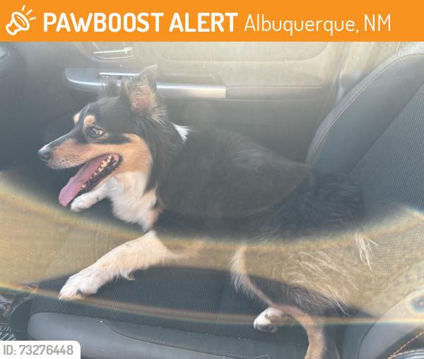Found/Stray Female Dog last seen Princeton & Coal, Albuquerque, NM 87102