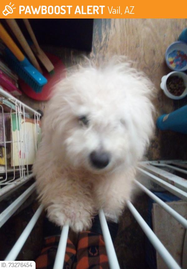 Found/Stray Unknown Dog last seen E Lipps Ln, Vail, AZ 85641
