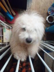 Found/Stray Unknown Dog last seen E Lipps Ln, Vail, AZ 85641