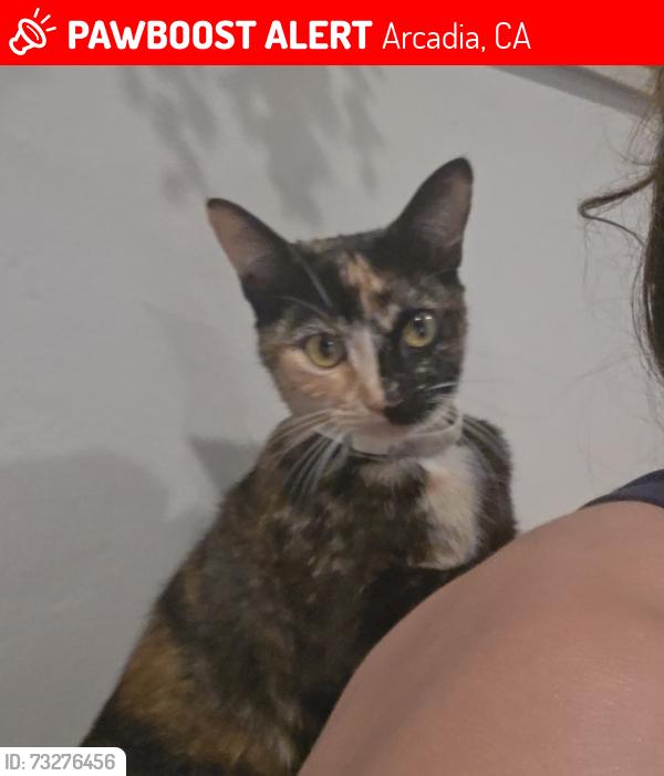 Lost Female Cat last seen 5th and Newman Ave. In Arcadia, Right above 210 fw, Arcadia, CA 91006