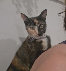 Lost Female Cat last seen 5th and Newman Ave. In Arcadia, Right above 210 fw, Arcadia, CA 91006