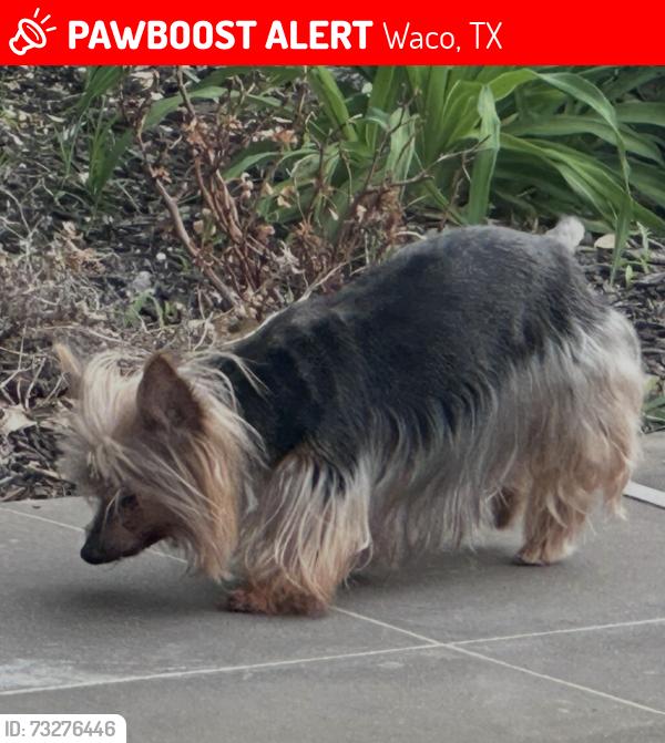 Lost Female Dog last seen Keys Creek area off Steinbeck Bend., Waco, TX 76708