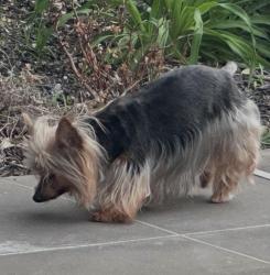 Lost Female Dog last seen Keys Creek area off Steinbeck Bend., Waco, TX 76708