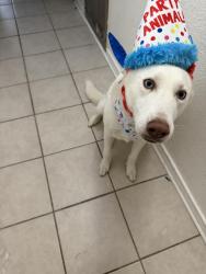 Lost Female Dog last seen Dalrock, Rowlett, TX 75088