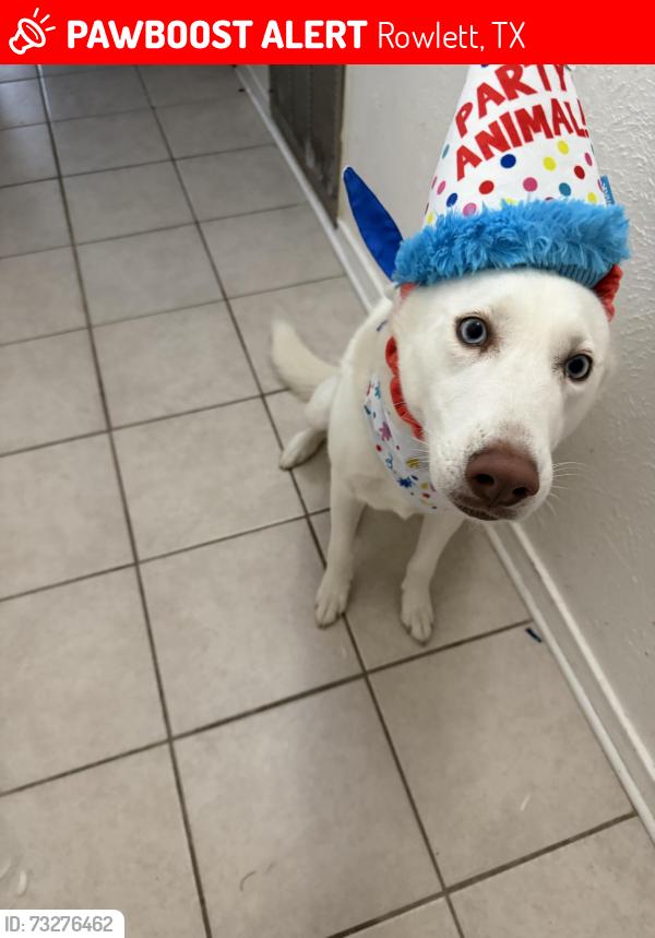 Lost Female Dog last seen Dalrock, Rowlett, TX 75088