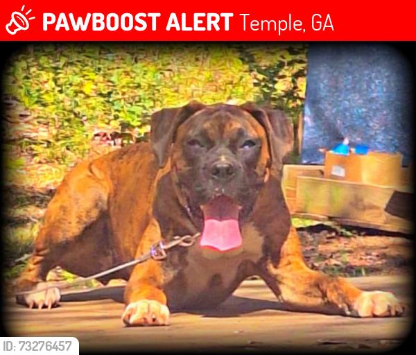 Lost Female Dog last seen Temple Ga, Temple, GA 30179