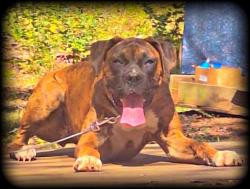 Lost Female Dog last seen Temple Ga, Temple, GA 30179