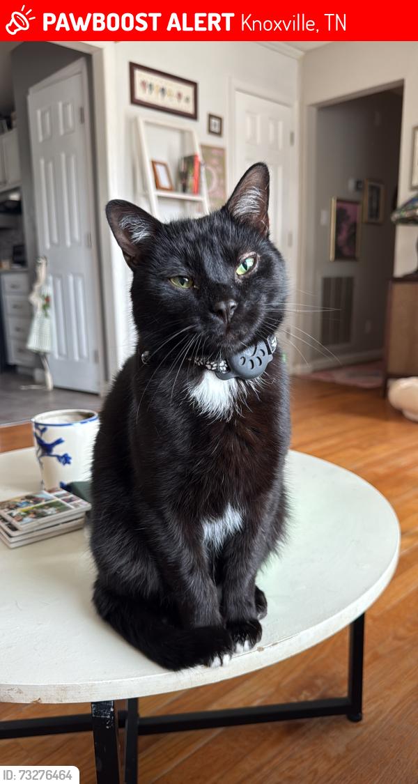 Lost Male Cat last seen Norwood area, Cumberland estates area, Knoxville, TN 37912