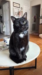 Lost Male Cat last seen Norwood area, Cumberland estates area, Knoxville, TN 37912