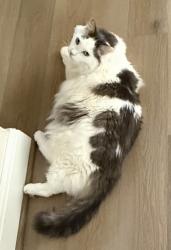 Lost Male Cat last seen Richardson st and Anahuac st, Leander, TX 78641