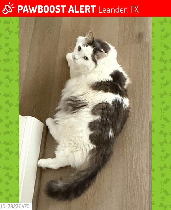 Lost Male Cat last seen Richardson st and Anahuac st, Leander, TX 78641