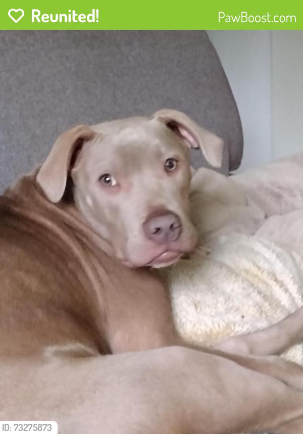 Reunited Male Dog last seen 23rd st and Duvall, Renton, WA 98059