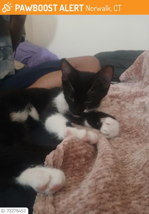 Found/Stray Male Cat last seen Springwood Park, Norwalk, CT 06854