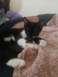 Found/Stray Male Cat last seen Springwood Park, Norwalk, CT 06854
