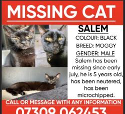 Lost Male Cat last seen Roberts Green Road, West Midlands, England 