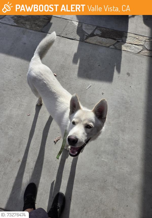 Found/Stray Male Dog last seen Mayberry x pleasant, Valle Vista, CA 92544