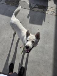 Found/Stray Male Dog last seen Mayberry x pleasant, Valle Vista, CA 92544