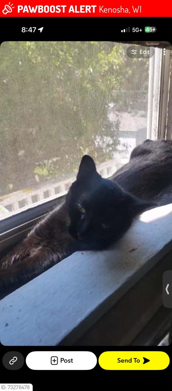 Lost Female Cat last seen 67th st and Sheridan road, Kenosha, WI 53143