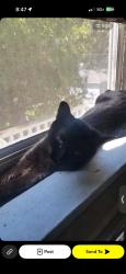 Lost Female Cat last seen 67th st and Sheridan road, Kenosha, WI 53143