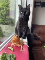 Lost Male Cat last seen East ocean view and inlet, Norfolk, VA 23503