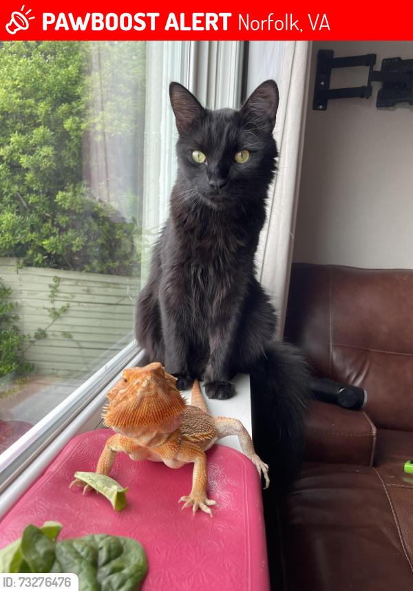 Lost Male Cat last seen East ocean view and inlet, Norfolk, VA 23503