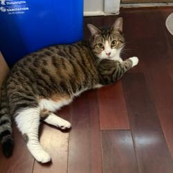 Shelter Stray Female Cat last seen , Animal Care & Control Team of Philly, 111 W Hunting Park Ave, Philadelphia, PA 19140, USA