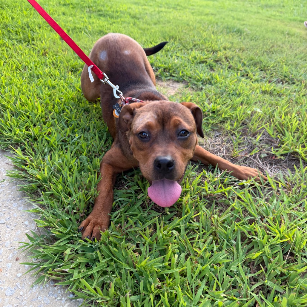 Shelter Stray Female Dog last seen , 2350 Appling City Cove, Memphis, TN 38133, USA
