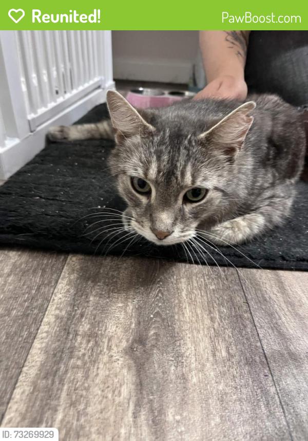 Reunited Female Cat last seen Near South 259th St, Kent, WA 98030, Kent, WA 98030