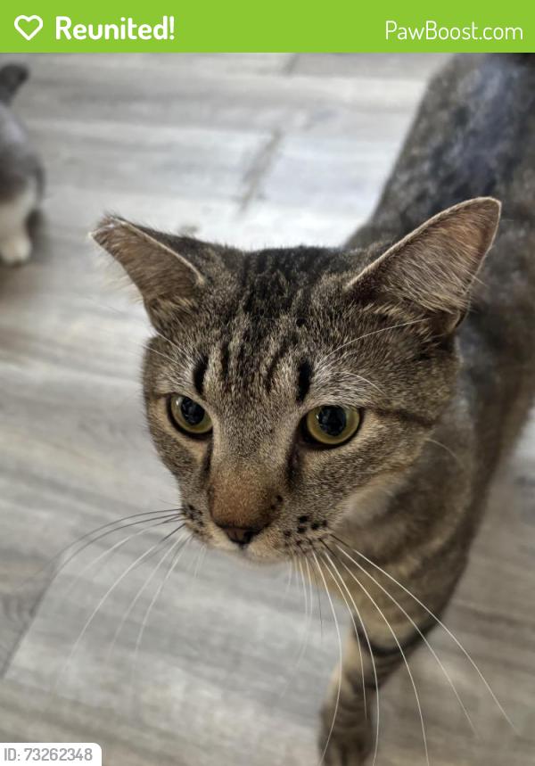 Reunited Male Cat last seen Near 11th Ave, San Diego, CA 92101, USA, San Diego, CA 92101