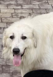 Found/Stray Male Dog last seen Pleasant Valley North, Rome, GA 30165