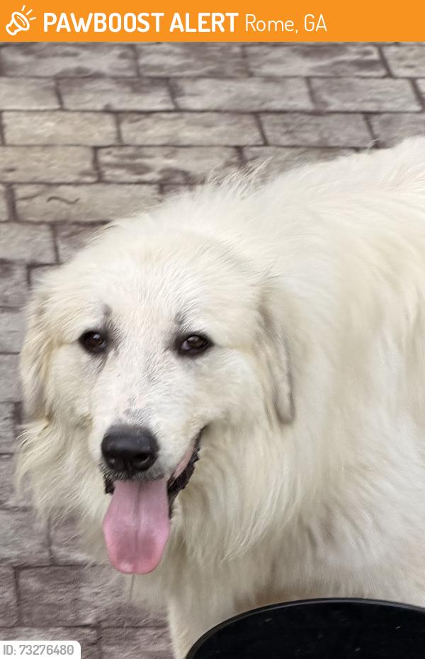 Found/Stray Male Dog last seen Pleasant Valley North, Rome, GA 30165