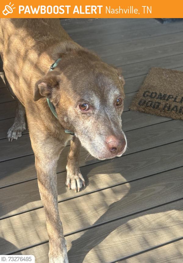 Found/Stray Male Dog last seen Nolensville pike, Nashville, TN 37211