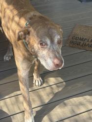 Found/Stray Male Dog last seen Nolensville pike, Nashville, TN 37211