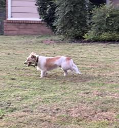 Found/Stray Unknown Dog last seen Near Oakland Hills Drive Oakland TN, Oakland, TN 38060