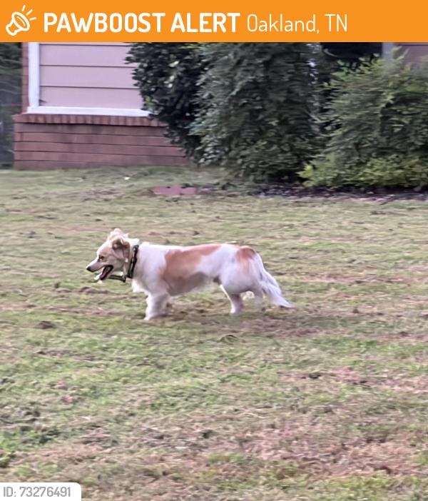 Found/Stray Unknown Dog last seen Near Oakland Hills Drive Oakland TN, Oakland, TN 38060