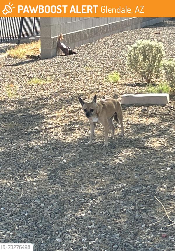 Found/Stray Unknown Dog last seen N 47 st and Glendale, Glendale, AZ 85301