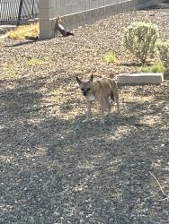 Found/Stray Unknown Dog last seen N 47 st and Glendale, Glendale, AZ 85301