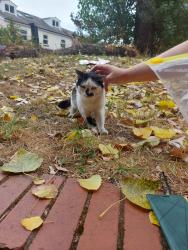 Found/Stray Unknown Cat last seen Seven Streets Pocket Park, Balsall Heath, England 