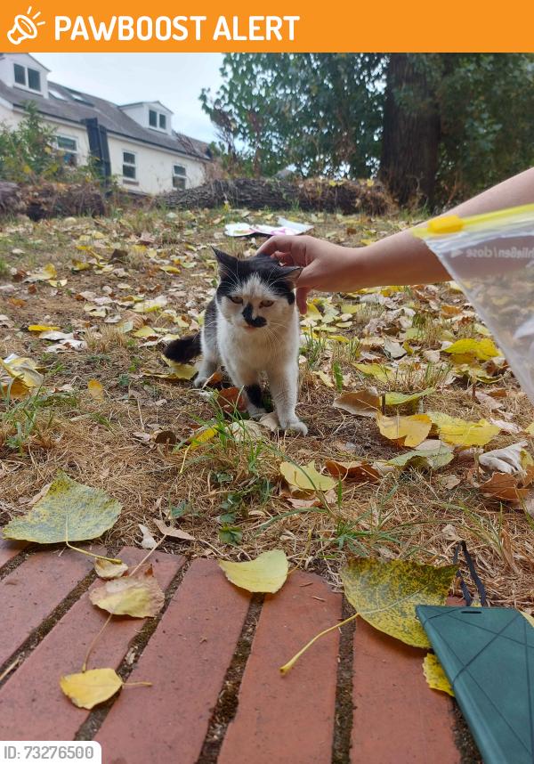 Found/Stray Unknown Cat last seen Seven Streets Pocket Park, Balsall Heath, England 
