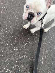 Reunited Male Dog last seen Muir blvd or three mile Harbor, East Hampton North, NY 11937