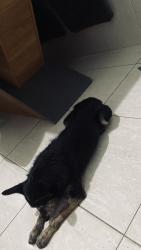 Lost Male Dog last seen Pq independência, Jardim Guaruja, SP 05877-260
