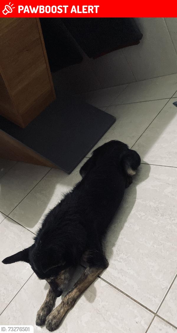 Lost Male Dog last seen Pq independência, Jardim Guaruja, SP 05877-260