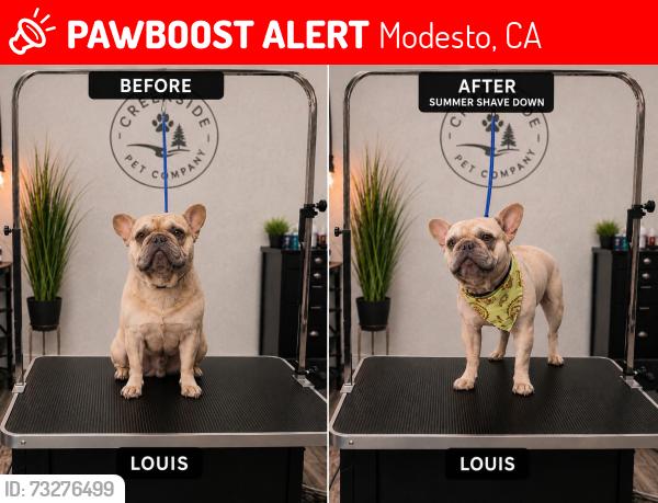 Lost Male Dog last seen Paradise, Modesto, CA 95351