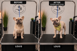 Lost Male Dog last seen Paradise, Modesto, CA 95351