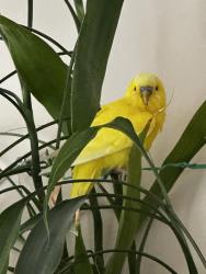 Found/Stray Female Bird last seen Along Moffatt Rd, Richmond, BC 