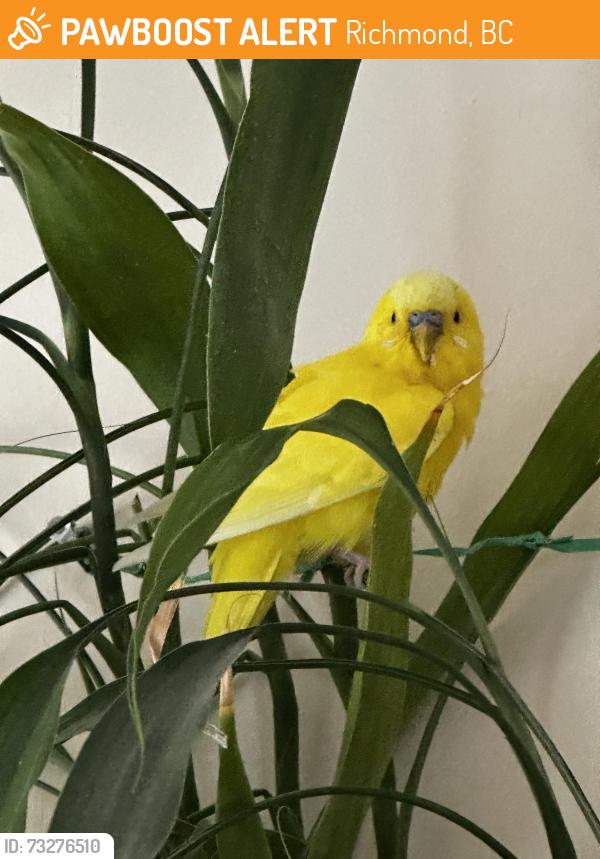 Found/Stray Female Bird last seen Along Moffatt Rd, Richmond, BC 