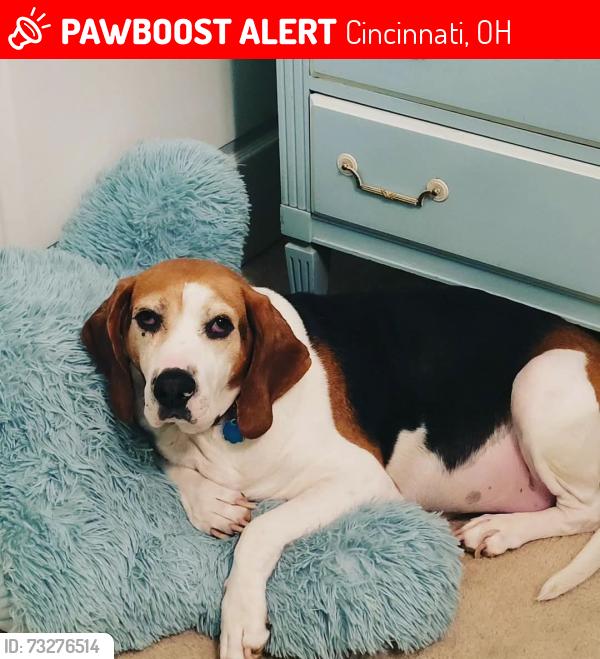 Lost Female Dog last seen Wesselman; Harrison; Ruwes Oak and Bridge Point Pass subdivisions., Cincinnati, OH 45248