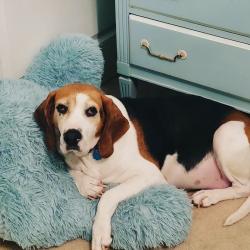Lost Female Dog last seen Wesselman; Harrison; Ruwes Oak and Bridge Point Pass subdivisions., Cincinnati, OH 45248